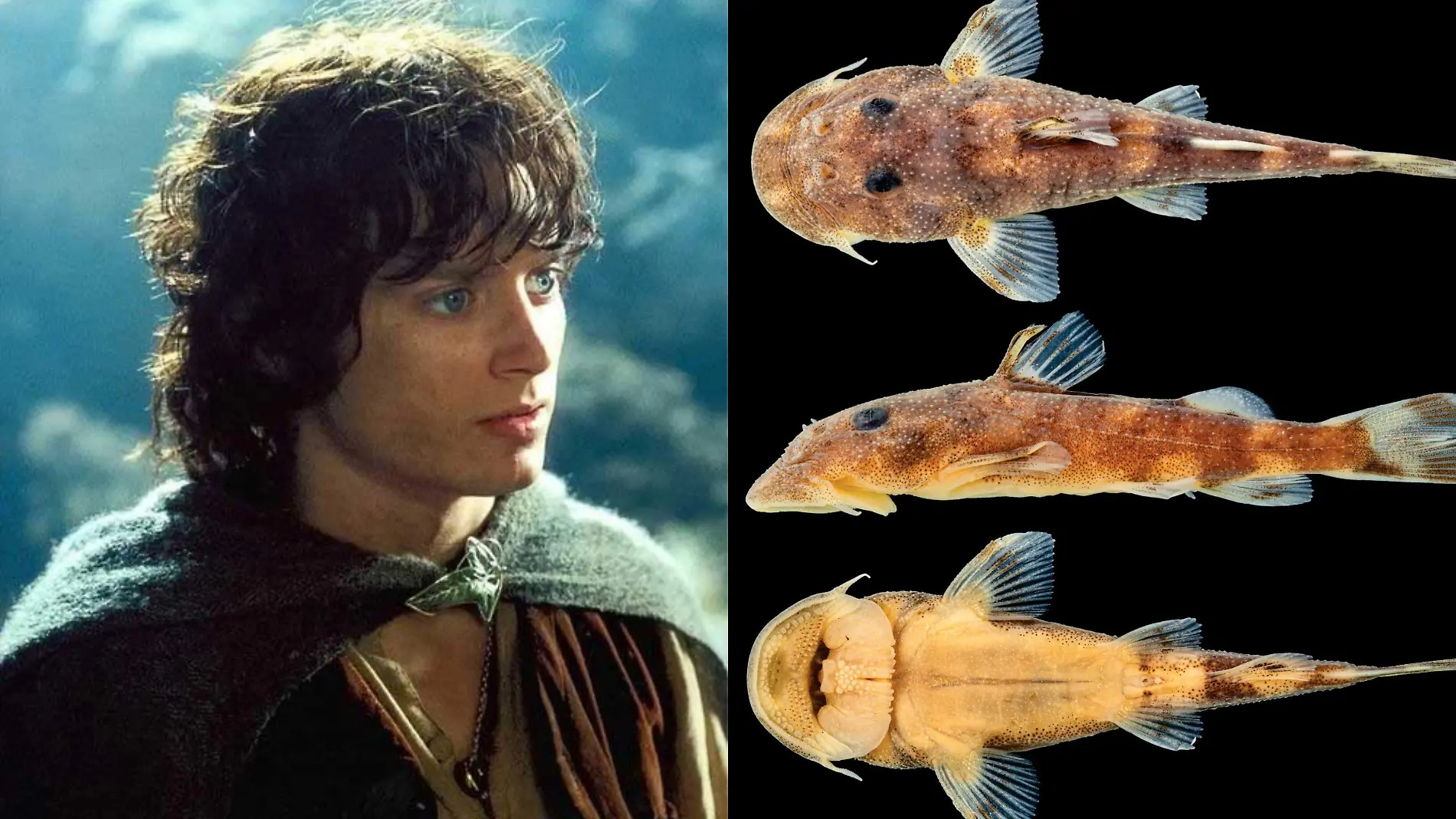 Pez Frodo Baggins